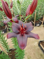 [4083 Black Charm VZ No02.JPG]